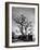 150 Year Old Bonsai Pear Tree on Estate of Collector Keibun Tanaka in Suburb of Tokyo-Alfred Eisenstaedt-Framed Photographic Print