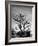 150 Year Old Bonsai Pear Tree on Estate of Collector Keibun Tanaka in Suburb of Tokyo-Alfred Eisenstaedt-Framed Photographic Print