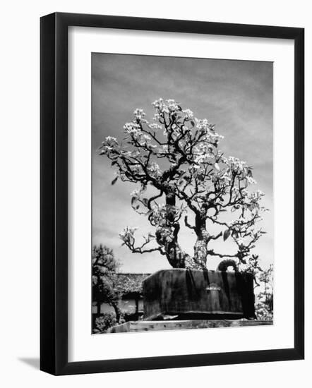 150 Year Old Bonsai Pear Tree on Estate of Collector Keibun Tanaka in Suburb of Tokyo-Alfred Eisenstaedt-Framed Photographic Print