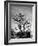 150 Year Old Bonsai Pear Tree on Estate of Collector Keibun Tanaka in Suburb of Tokyo-Alfred Eisenstaedt-Framed Photographic Print