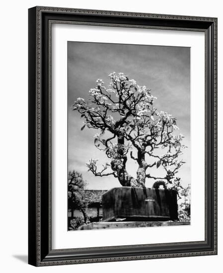 150 Year Old Bonsai Pear Tree on Estate of Collector Keibun Tanaka in Suburb of Tokyo-Alfred Eisenstaedt-Framed Photographic Print