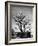 150 Year Old Bonsai Pear Tree on Estate of Collector Keibun Tanaka in Suburb of Tokyo-Alfred Eisenstaedt-Framed Photographic Print