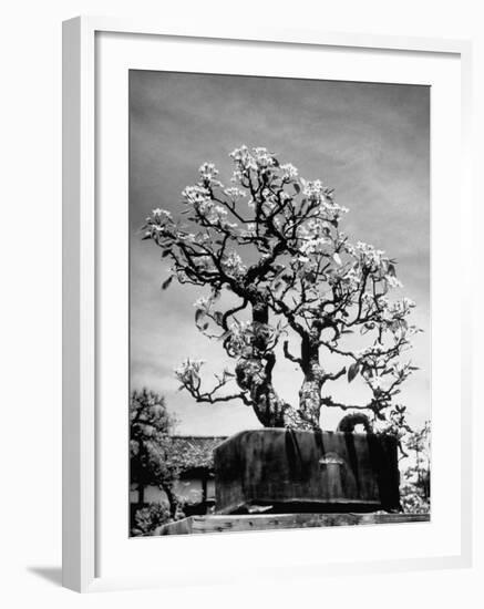 150 Year Old Bonsai Pear Tree on Estate of Collector Keibun Tanaka in Suburb of Tokyo-Alfred Eisenstaedt-Framed Photographic Print