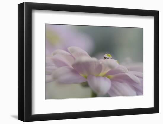 1556_ Nice view-Heidi Westum-Framed Photographic Print