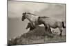 1558-Mustangs-2016-B&W-Gordon Semmens-Mounted Photographic Print