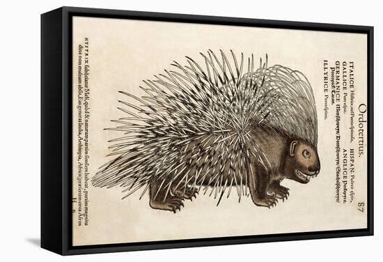 1560 Conrad Gesner Crested Porcupine-Paul Stewart-Framed Premier Image Canvas