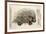 1560 Conrad Gesner Crested Porcupine-Paul Stewart-Framed Photographic Print