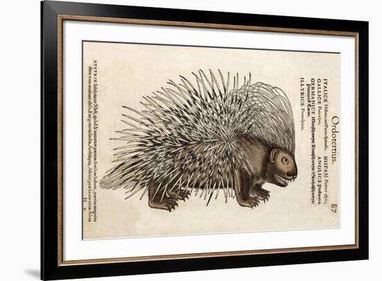 1560 Conrad Gesner Crested Porcupine-Paul Stewart-Framed Photographic Print