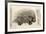 1560 Conrad Gesner Crested Porcupine-Paul Stewart-Framed Photographic Print