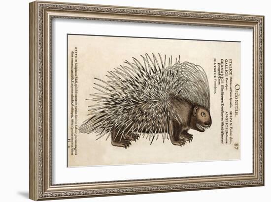 1560 Conrad Gesner Crested Porcupine-Paul Stewart-Framed Photographic Print