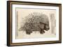 1560 Conrad Gesner Crested Porcupine-Paul Stewart-Framed Photographic Print