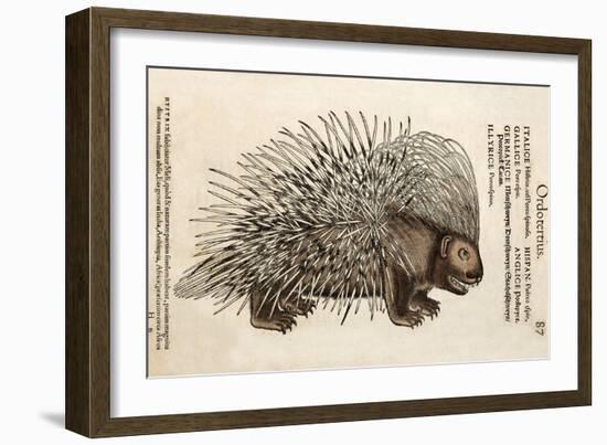 1560 Conrad Gesner Crested Porcupine-Paul Stewart-Framed Photographic Print