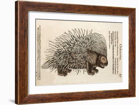 1560 Conrad Gesner Crested Porcupine-Paul Stewart-Framed Photographic Print