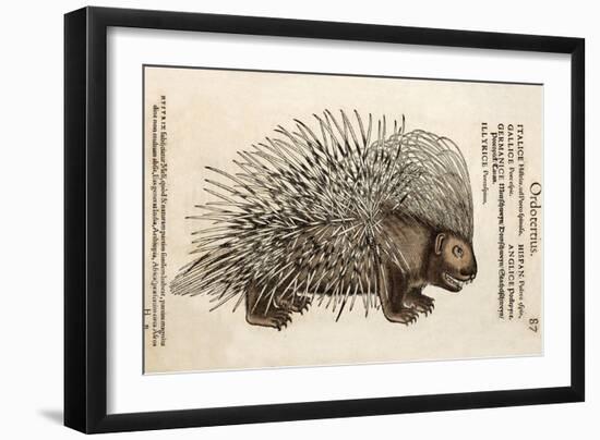 1560 Conrad Gesner Crested Porcupine-Paul Stewart-Framed Photographic Print