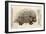 1560 Conrad Gesner Crested Porcupine-Paul Stewart-Framed Photographic Print