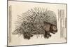 1560 Conrad Gesner Crested Porcupine-Paul Stewart-Mounted Photographic Print