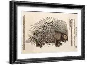 1560 Conrad Gesner Crested Porcupine-Paul Stewart-Framed Photographic Print