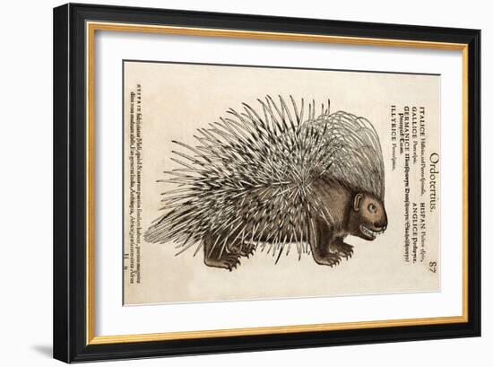 1560 Conrad Gesner Crested Porcupine-Paul Stewart-Framed Photographic Print