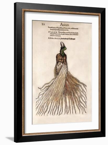 1560 Gesner Bird of Paradise Myth-Paul Stewart-Framed Photographic Print