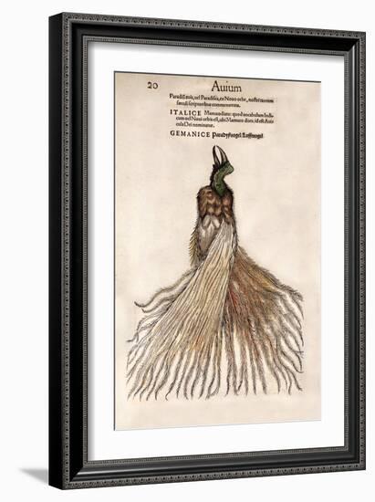 1560 Gesner Bird of Paradise Myth-Paul Stewart-Framed Photographic Print