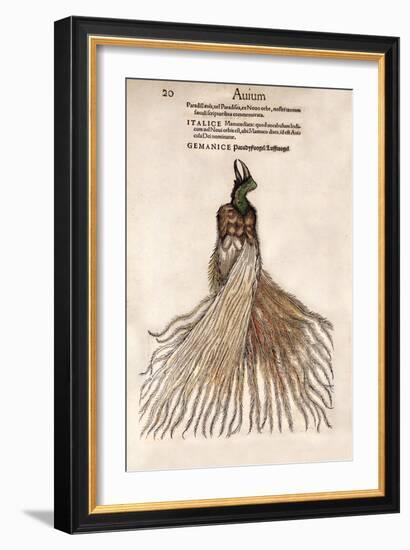 1560 Gesner Bird of Paradise Myth-Paul Stewart-Framed Photographic Print