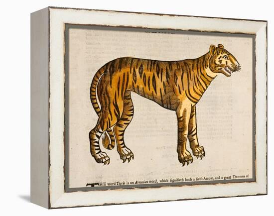 1607 Tiger by Topsell-Paul Stewart-Framed Premier Image Canvas