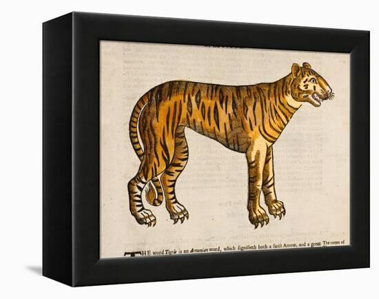 1607 Tiger by Topsell-Paul Stewart-Framed Premier Image Canvas