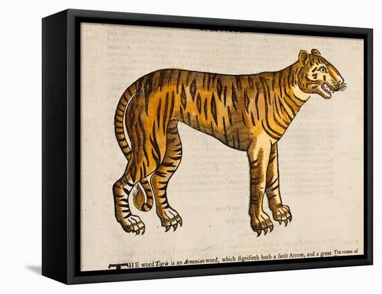 1607 Tiger by Topsell-Paul Stewart-Framed Premier Image Canvas