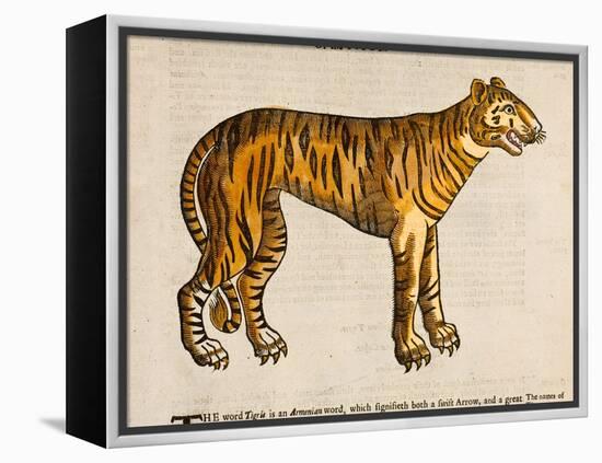 1607 Tiger by Topsell-Paul Stewart-Framed Premier Image Canvas