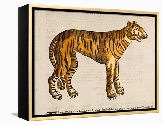 1607 Tiger by Topsell-Paul Stewart-Framed Premier Image Canvas