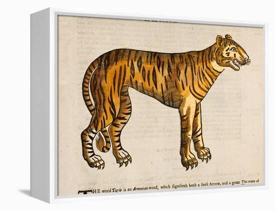 1607 Tiger by Topsell-Paul Stewart-Framed Premier Image Canvas