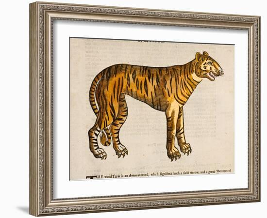 1607 Tiger by Topsell-Paul Stewart-Framed Photographic Print
