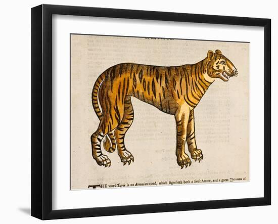 1607 Tiger by Topsell-Paul Stewart-Framed Photographic Print