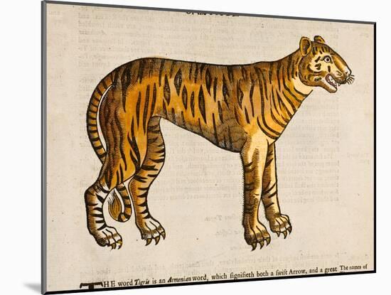 1607 Tiger by Topsell-Paul Stewart-Mounted Photographic Print