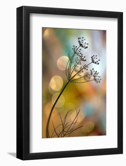 1610_Dill-Heidi Westum-Framed Photographic Print