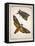 1744 Death's Head Hawkmoth by Rosenhoff.-Paul Stewart-Framed Premier Image Canvas