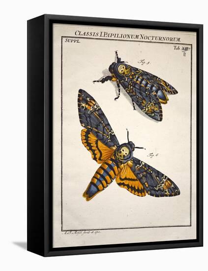 1744 Death's Head Hawkmoth by Rosenhoff.-Paul Stewart-Framed Premier Image Canvas