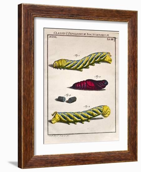 1744 Death's Head Hawkmoth by Rosenhoff.-Paul Stewart-Framed Photographic Print