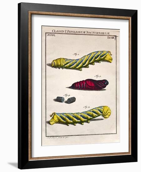 1744 Death's Head Hawkmoth by Rosenhoff.-Paul Stewart-Framed Photographic Print