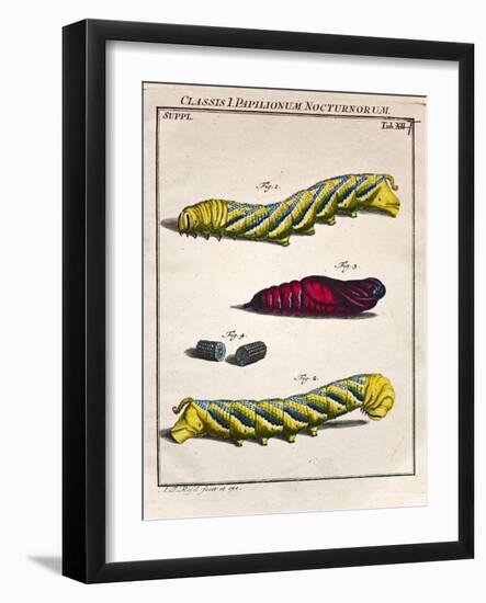 1744 Death's Head Hawkmoth by Rosenhoff.-Paul Stewart-Framed Photographic Print