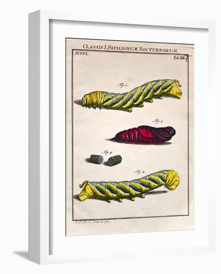 1744 Death's Head Hawkmoth by Rosenhoff.-Paul Stewart-Framed Photographic Print