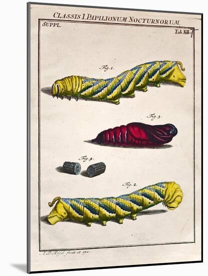 1744 Death's Head Hawkmoth by Rosenhoff.-Paul Stewart-Mounted Photographic Print