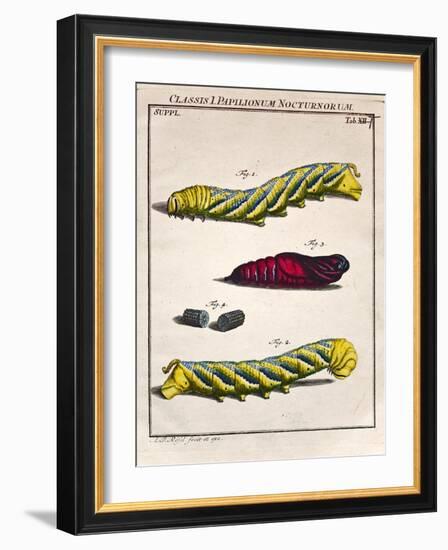 1744 Death's Head Hawkmoth by Rosenhoff.-Paul Stewart-Framed Photographic Print