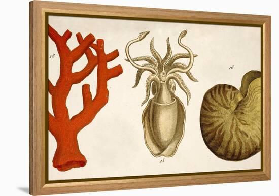 1750 Coral Squid & Nautilus Colour Print-Paul Stewart-Framed Premier Image Canvas