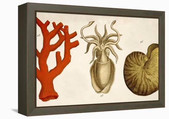 1750 Coral Squid & Nautilus Colour Print-Paul Stewart-Framed Premier Image Canvas