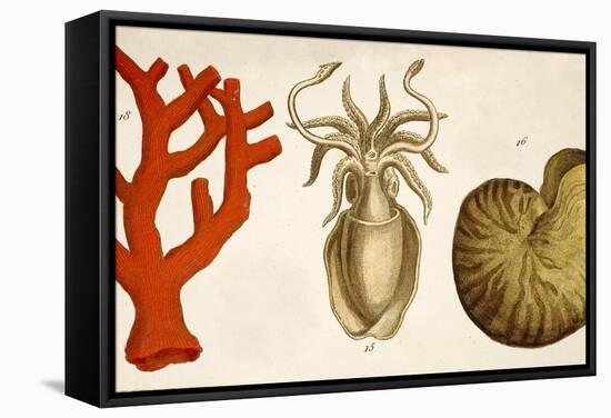 1750 Coral Squid & Nautilus Colour Print-Paul Stewart-Framed Premier Image Canvas