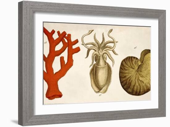 1750 Coral Squid & Nautilus Colour Print-Paul Stewart-Framed Photographic Print