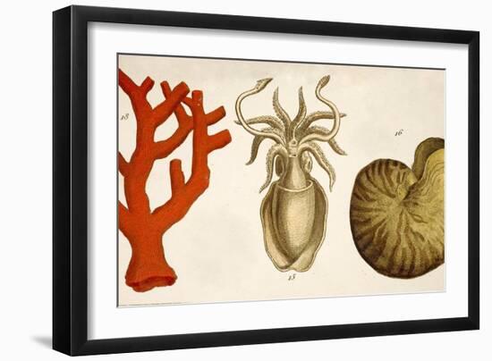 1750 Coral Squid & Nautilus Colour Print-Paul Stewart-Framed Photographic Print