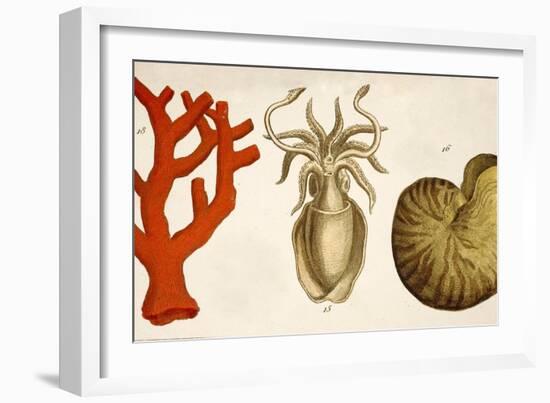 1750 Coral Squid & Nautilus Colour Print-Paul Stewart-Framed Photographic Print