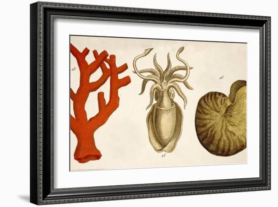 1750 Coral Squid & Nautilus Colour Print-Paul Stewart-Framed Photographic Print